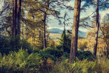 morning in the forest