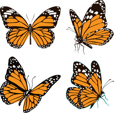 butterfly isolated on white background.The butterfly spreads its wings and is ready to fly.Set of four butterflies flying.