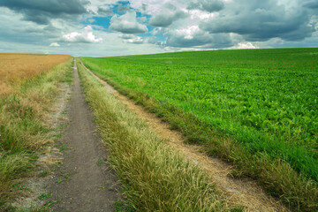 Long dirt road through a beet field and clouds in the sky