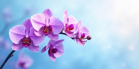 A Delicate Cluster of Pink Orchids on a Soft Blue Background, Displaying Vibrant Petals and Graceful Stem