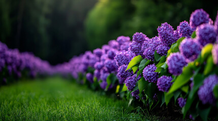 Obraz premium Blooming lilacs line a tranquil garden path during late spring afternoon