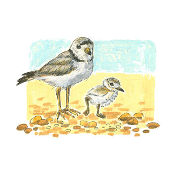 Realistic scientific illustration of an adult bird and a chick. Piping plover. Pencil drawing. Isolated on white background