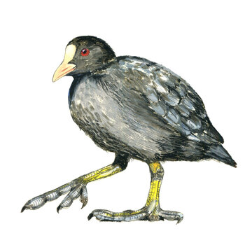 Сolor scientific illustration of Eurasian coot. Common coot, Australian coot (Fulica atra). Realistic scientific illustration of a bird. Pencil drawing. Isolated on white background