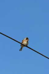 Male House Sparrow (Passer domesticus) - Common in urban areas, seen in Casa de Campo, Madrid, Spain