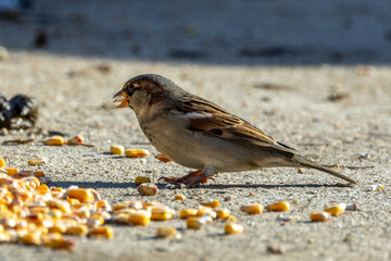 Male House Sparrow (Passer domesticus) - Common in urban areas, seen in Casa de Campo, Madrid, Spain