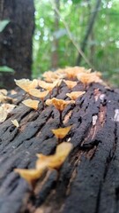 Mashroom