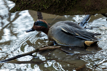Male Eurasian Teal (Anas crecca) - Common in wetlands, photographed at Bull Island, Dublin, Ireland