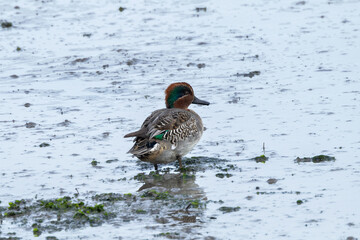Male Eurasian Teal (Anas crecca) - Common in wetlands, photographed at Bull Island, Dublin, Ireland