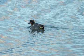 Male Eurasian Teal (Anas crecca) - Common in wetlands, photographed at Bull Island, Dublin, Ireland