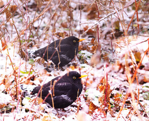 A pair of blackbirds in cold snowy weather among last year's grass...