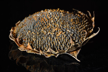 Obraz premium Dried sunflower head on the table. Ripen sunflower head with seeds Isolated on black background.
