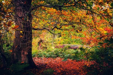 autumn tree in the forest