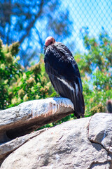 A large black bird with a red head is perched on a rock