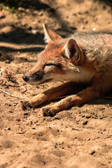 A fox is laying down in the sand