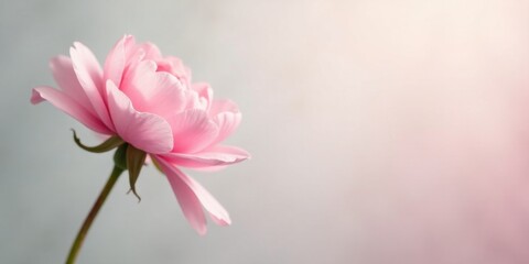 Obraz premium A Delicate Pink Flower, Softly Illuminated, a Symbol of Grace and Gentle Beauty, with a Soft Background