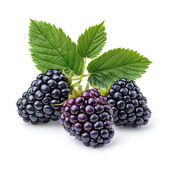Fototapeta premium Black berry Marionberry, isolated on a white background