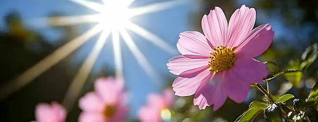 Fototapeta premium Pink cosmos bloom, sunburst, garden