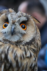 great horned owl