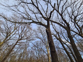 Plänterwald Forest in Winter In Berlin
