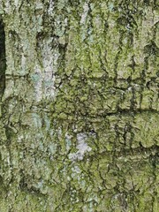 minimalistic background / wall paper design - tree bark texture photography, close up