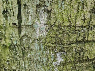 minimalistic background / wall paper design - close up photography of tree bark