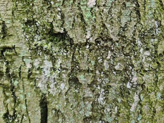 Fototapeta premium minimalistic background / wall paper design - close up photography of tree bark