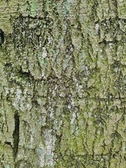minimalistic background / wall paper design - close up photography of tree bark