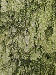 minimalistic background / wall paper design - close up photography of tree bark
