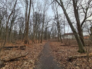 Plänterwald Forest in Winter In Berlin