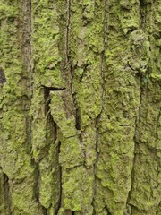 minimalistic background / wall paper design - close up photography of tree bark