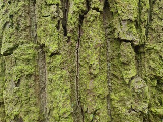 minimalistic background / wall paper design - close up photography of tree bark