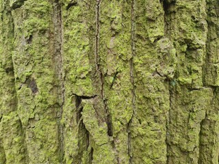 minimalistic background / wall paper design - close up photography of tree bark
