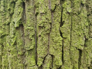 minimalistic background / wall paper design - close up photography of tree bark
