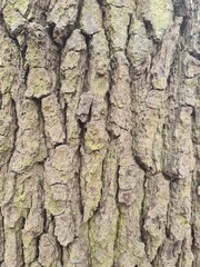 minimalistic background / wall paper design - close up photography of tree bark