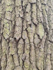 minimalistic background / wall paper design - close up photography of tree bark
