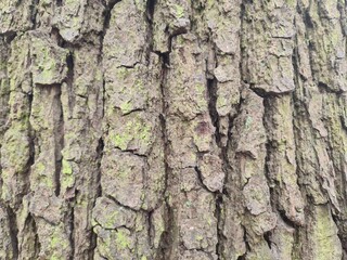 minimalistic background / wall paper design - close up photography of tree bark