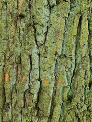 minimalistic background / wall paper design - close up photography of tree bark