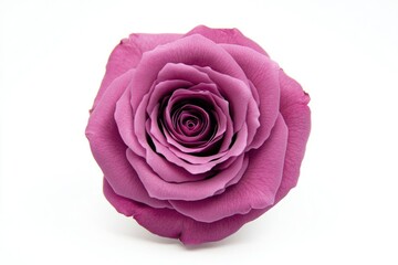 A close-up shot of a single purple rose against a clean white background