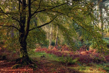 autumn in the forest