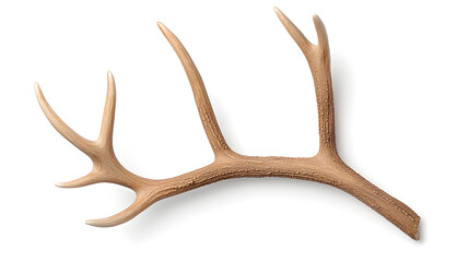 Reindeer horns, deer antlers isolated on white  background