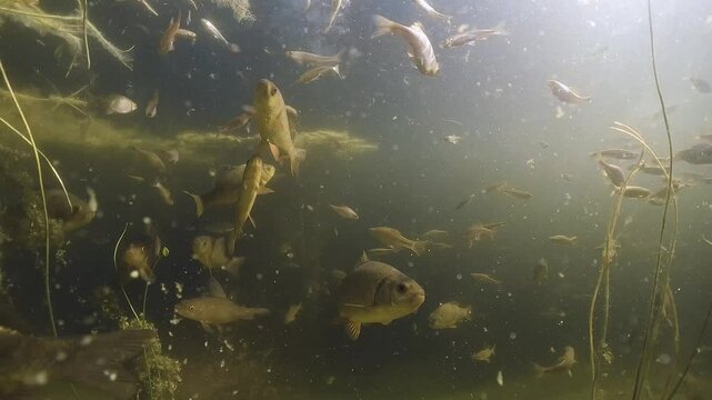 Underwater video with a school of Crucian carp (Carassius carassius) swimming together with Bitterling (Rhodeus Amarus) and Stone moroco (Pseudorasbora parva) in a beautiful lake habitat. Nature light