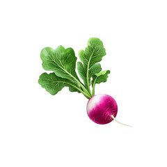 Fresh Radish with Greens on White Background for Healthy Eating