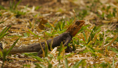 Twin colour chameleon