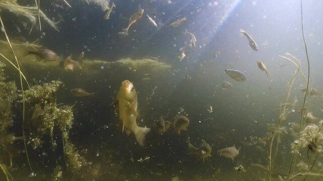 Underwater footage with a school of Crucian carp (Carassius carassius) swimming in a beautiful, clean pond. Freshwater habitat.
