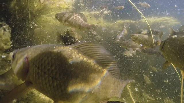 Underwater footage with a Crucian carp (Carassius carassius) and Tench (Tinca tinca) swimming together in a beautiful lake habitat. Nature light.