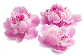 Fototapeta premium Pink peonies on a simple white background, ideal for floral designs and arrangements