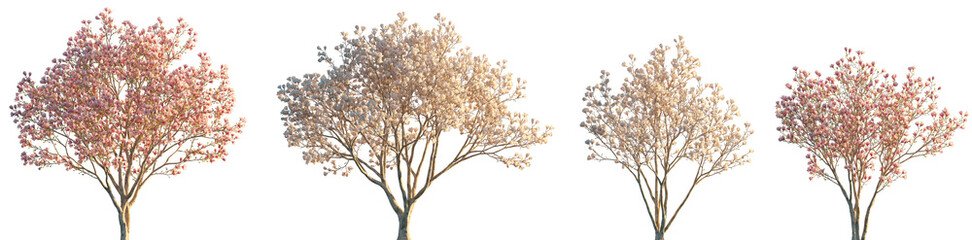 Magnolia liliiflora flowering China and Japan tree isolated sunset lighting png on a transparent background cutout (Mulan magnolia, purple, red, lily magnolia, tulip magnolia and woody-orchid) © Roman