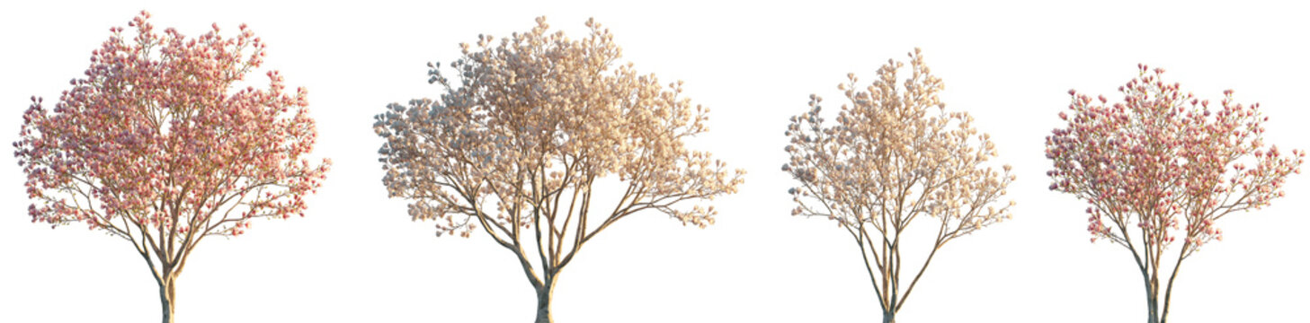 Magnolia liliiflora flowering China and Japan tree isolated sunset lighting png on a transparent background cutout (Mulan magnolia, purple, red, lily magnolia, tulip magnolia and woody-orchid)