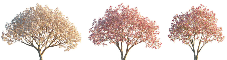 Magnolia liliiflora flowering China and Japan tree isolated sunset lighting png on a transparent background cutout (Mulan magnolia, purple, red, lily magnolia, tulip magnolia and woody-orchid) © Roman