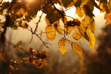 foglie nel bosco in autunno
